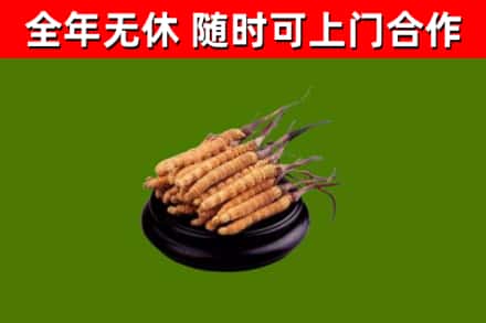 监利市烟酒回收冬虫夏草.jpg